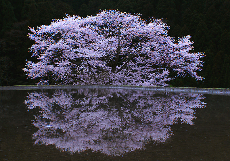 高木聖鶴 かな 色紙 吉野 桜 奈良 高木聖鶴 かな 色紙 吉野 桜 奈良
