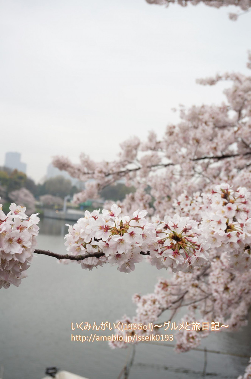 毎年通いたくなる 千鳥が淵のお花見スポット
