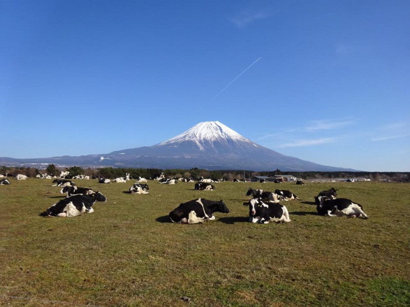 何ココ 富士山の麓でくつろぐ牛たちに遭遇 朝霧高原ドライブで寄ったスポット３つ