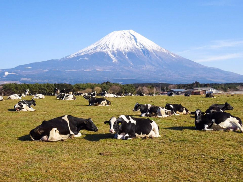 何ココ 富士山の麓でくつろぐ牛たちに遭遇 朝霧高原ドライブで寄ったスポット３つ