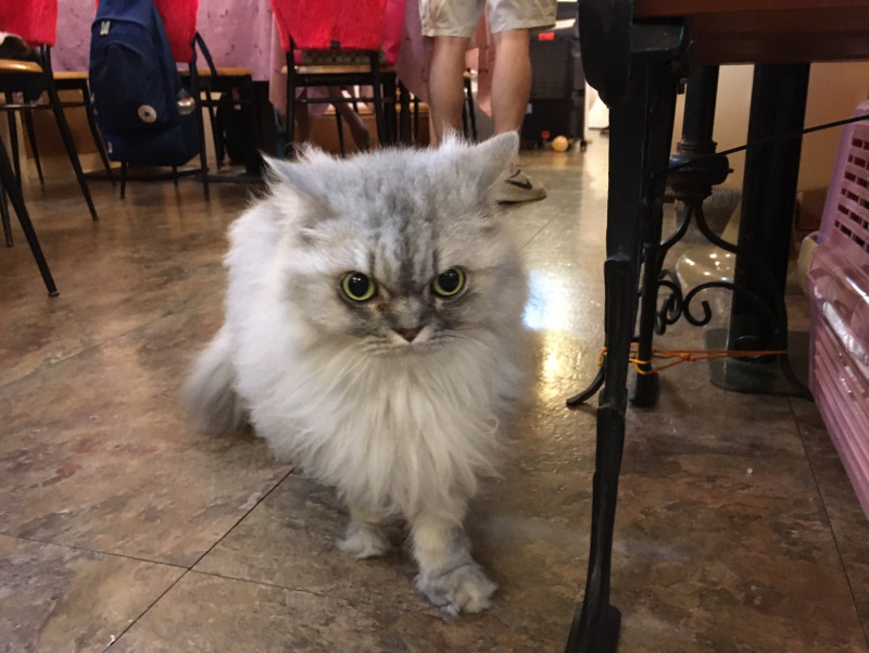 実は台湾が発祥の地 世界初の猫カフェ 台北の 猫花園 に行ってみた