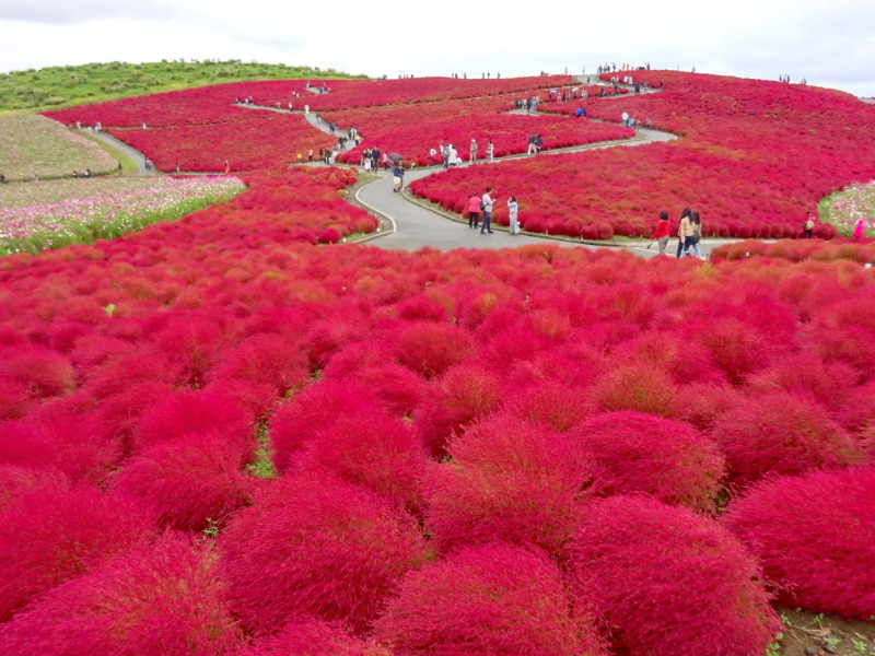 茨城 入園無料日もあり 秋の絶景 真っ赤なコキアを見に行こう Navitime Travel