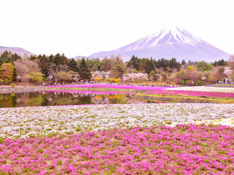 日本最大級の芝桜イベントが開催！GWに遅めのお花見を