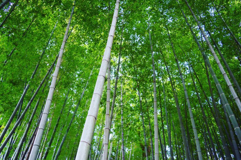 手軽に京都・嵐山気分を味わえる！東京近郊にある「竹林スポット」4選