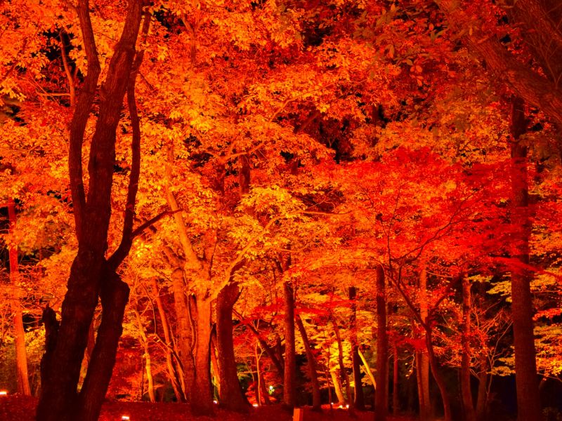 【埼玉】ライトアップされた紅葉が美しい「月の石もみじ公園」