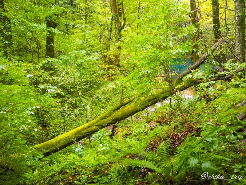 青森 もののけ姫の舞台 白神山地 を歩く 初心者におすすめの十二湖散策コース