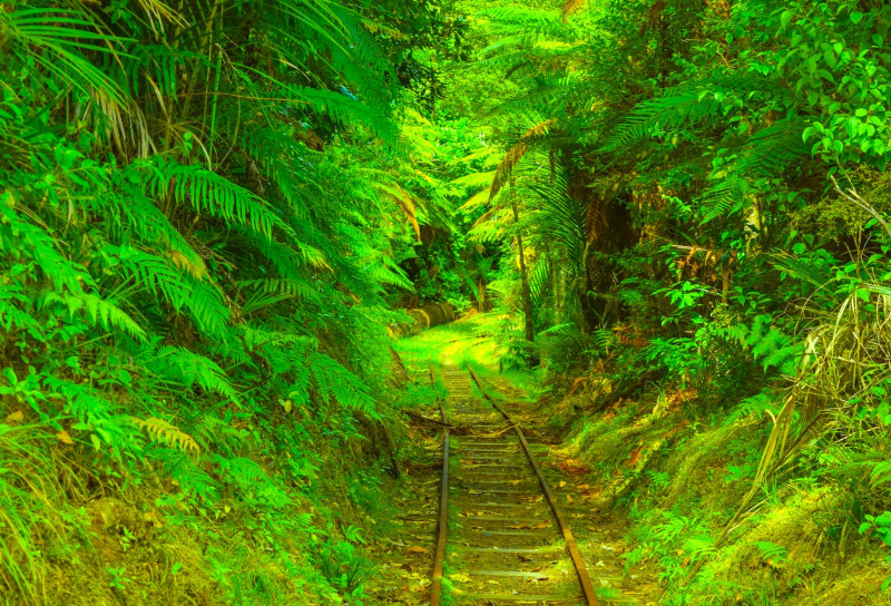 木々に包まれた緑のトンネルが美しい！「ワイタケレ山脈公園」で大自然を満喫