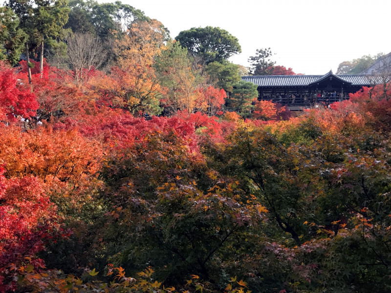 まだ間に合う京都の紅葉！ 散りもみじも見事な紅葉スポット10選！