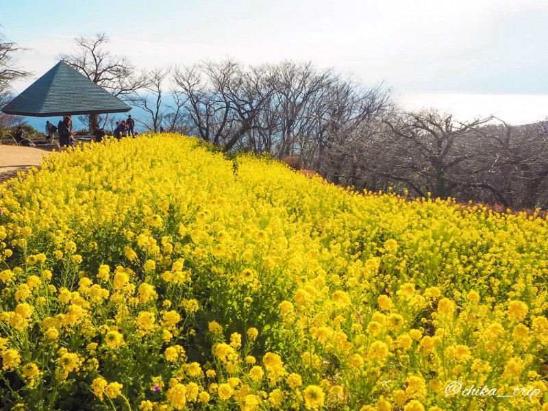 都心から1時間半！ 富士山と菜の花畑のコラボが楽しめる絶景スポット
