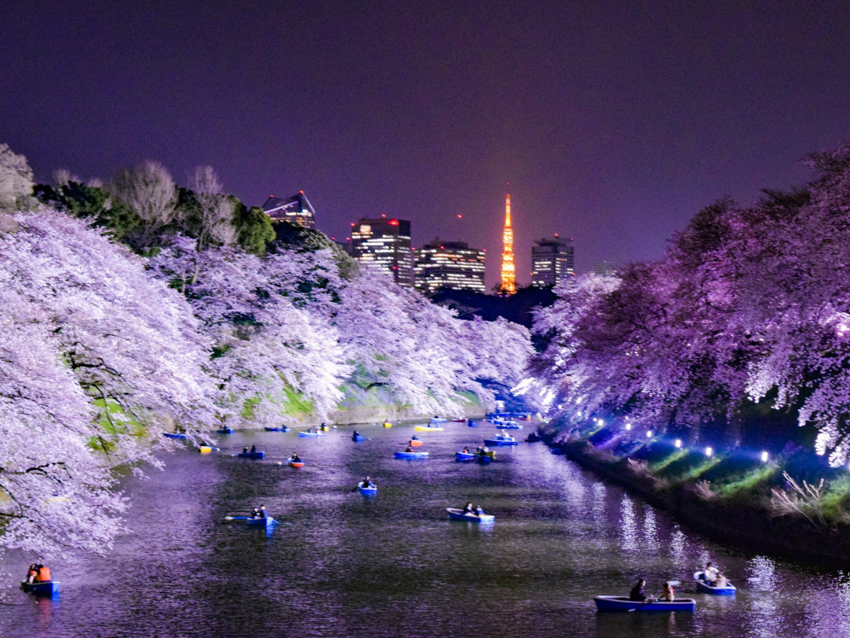 夜でもお花見を楽しめる！東京都内のライトアップされた夜桜が美しいスポット