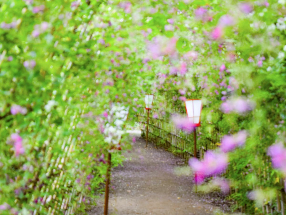 萩の花の絶景トンネル！ 向島百花園の「萩まつり」で秋の訪れを感じてきた