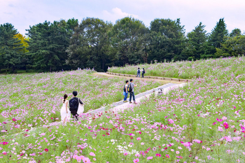 秋のお出かけで行きたい 国営昭和記念公園の コスモスまつり で花の絶景を満喫