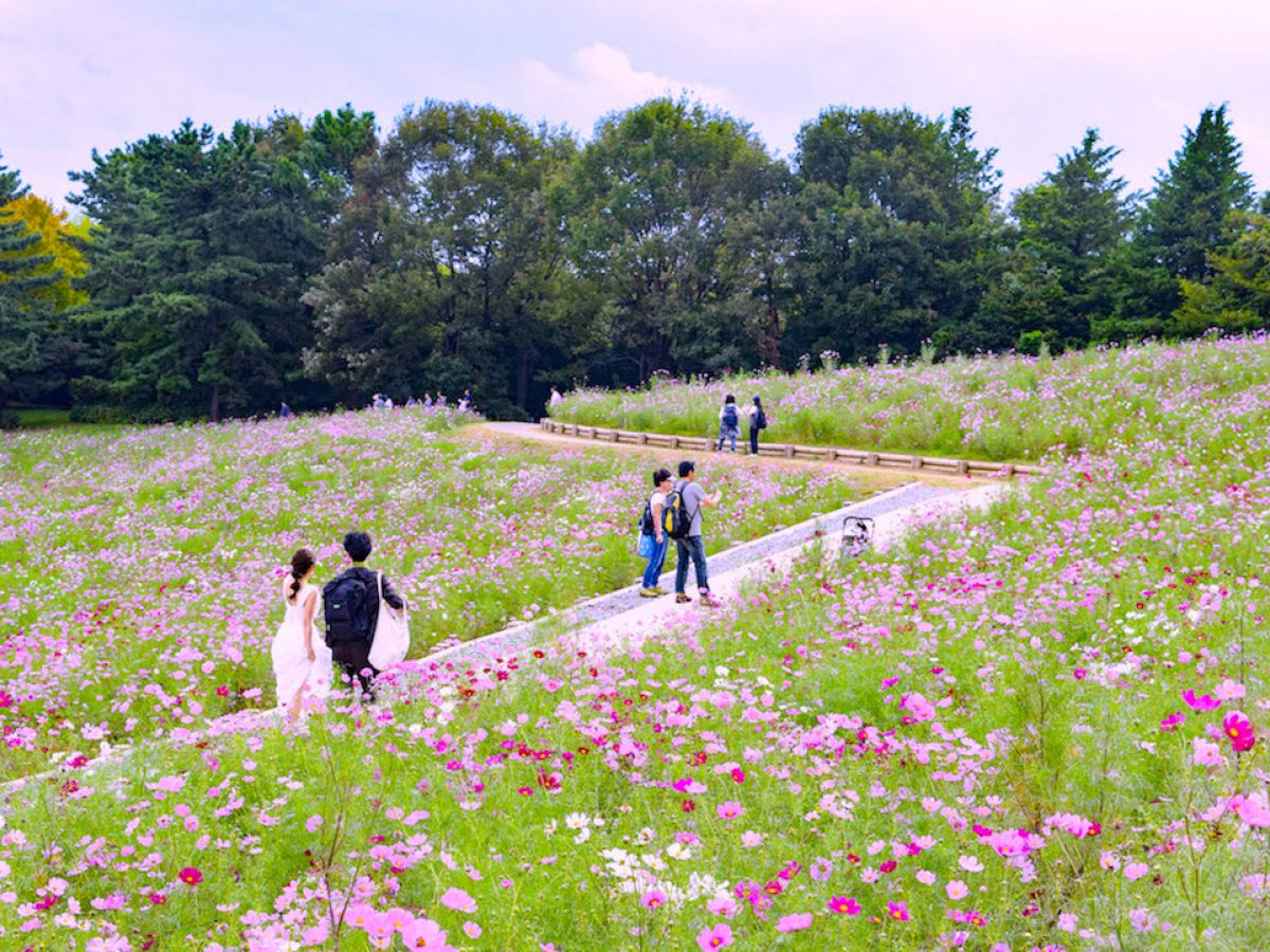 秋のお出かけで行きたい！国営昭和記念公園の「コスモスまつり」で花の絶景を満喫