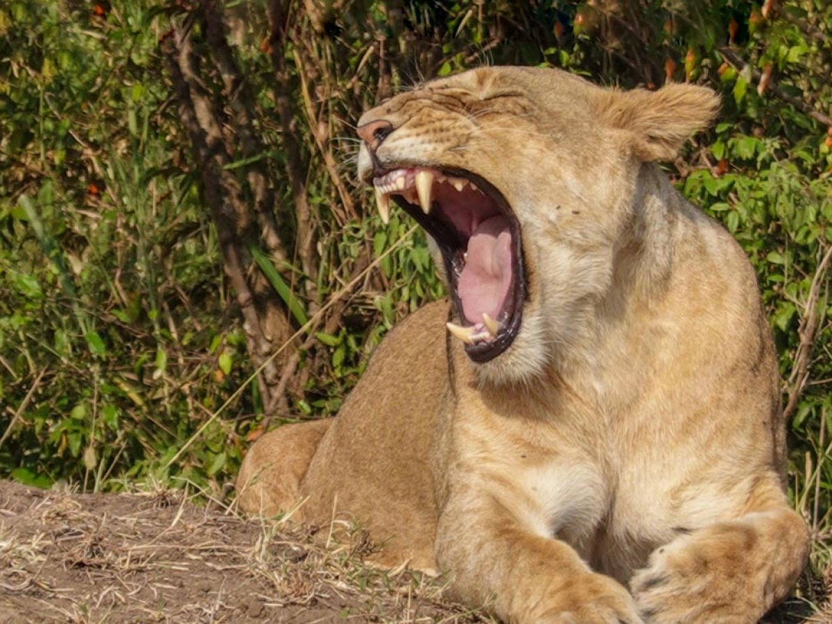 ケニア、マサイマラ国立公園で大興奮サファリ! 次々と現れる野生動物に目が離せない!
