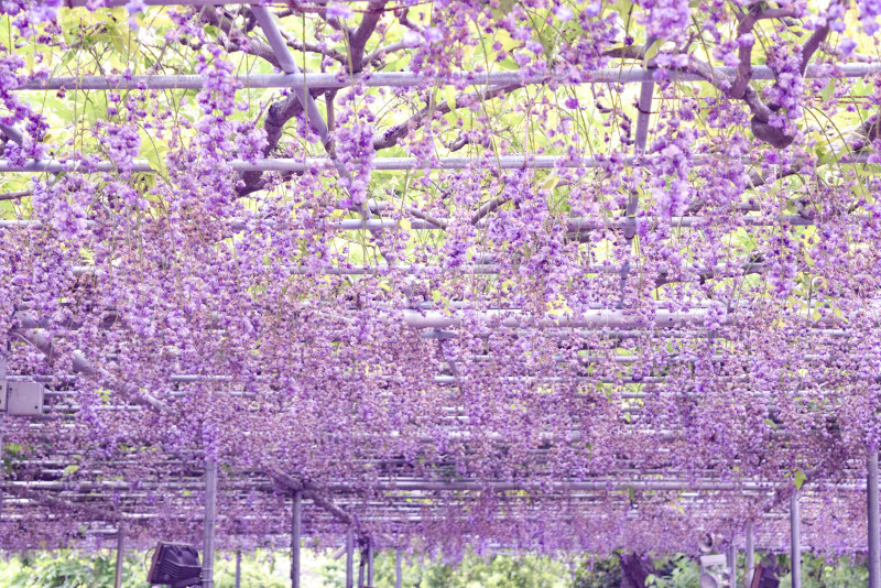 4月 5月に見頃を迎える 花の絶景スポット 7選 Gwのお出かけにもおすすめ ガジェット通信 Getnews