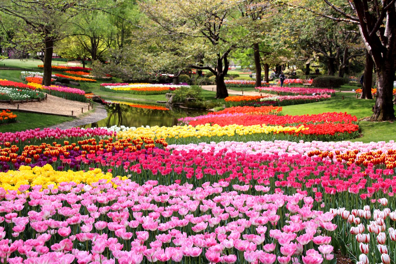 4月 5月に見頃を迎える 花の絶景スポット 7選 Gwのお出かけにもおすすめ
