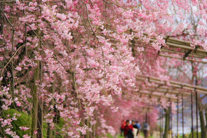 京都 年桜の開花 見ごろは おすすめの桜名所と穴場 観光ポイント