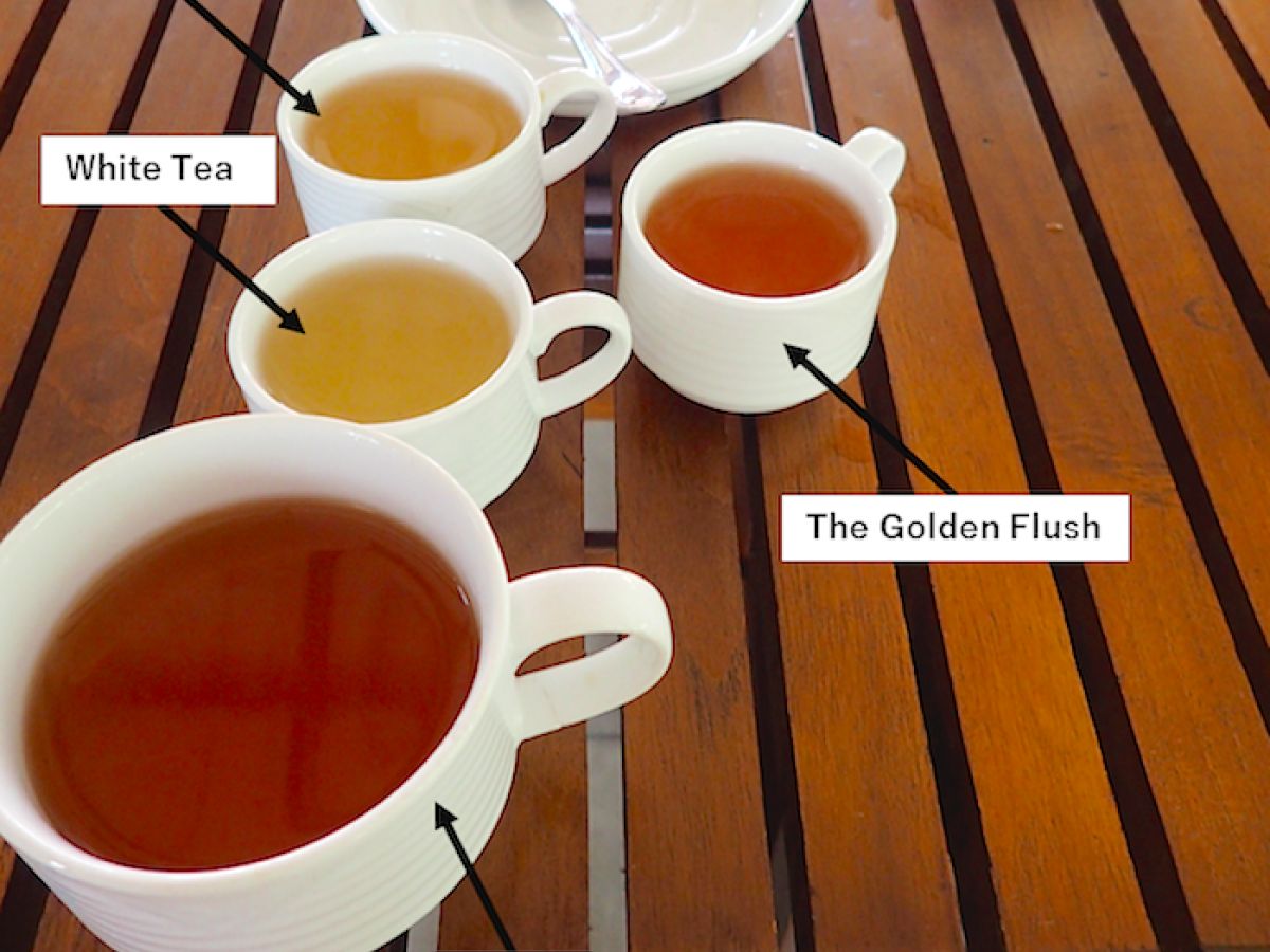 世界の工場見学 スリランカの紅茶工場 Glenloch Tea Factory へ行ってみた ガジェット通信 Getnews