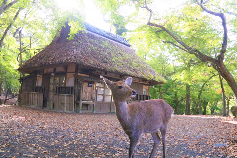 日帰り旅行 お出かけしたい 奈良観光おすすめスポット 名所