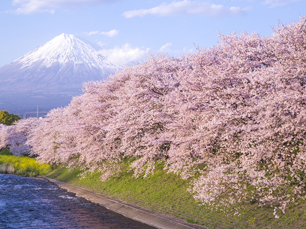 静岡 桜 菜の花 富士山の絶景が見られる 龍巌淵