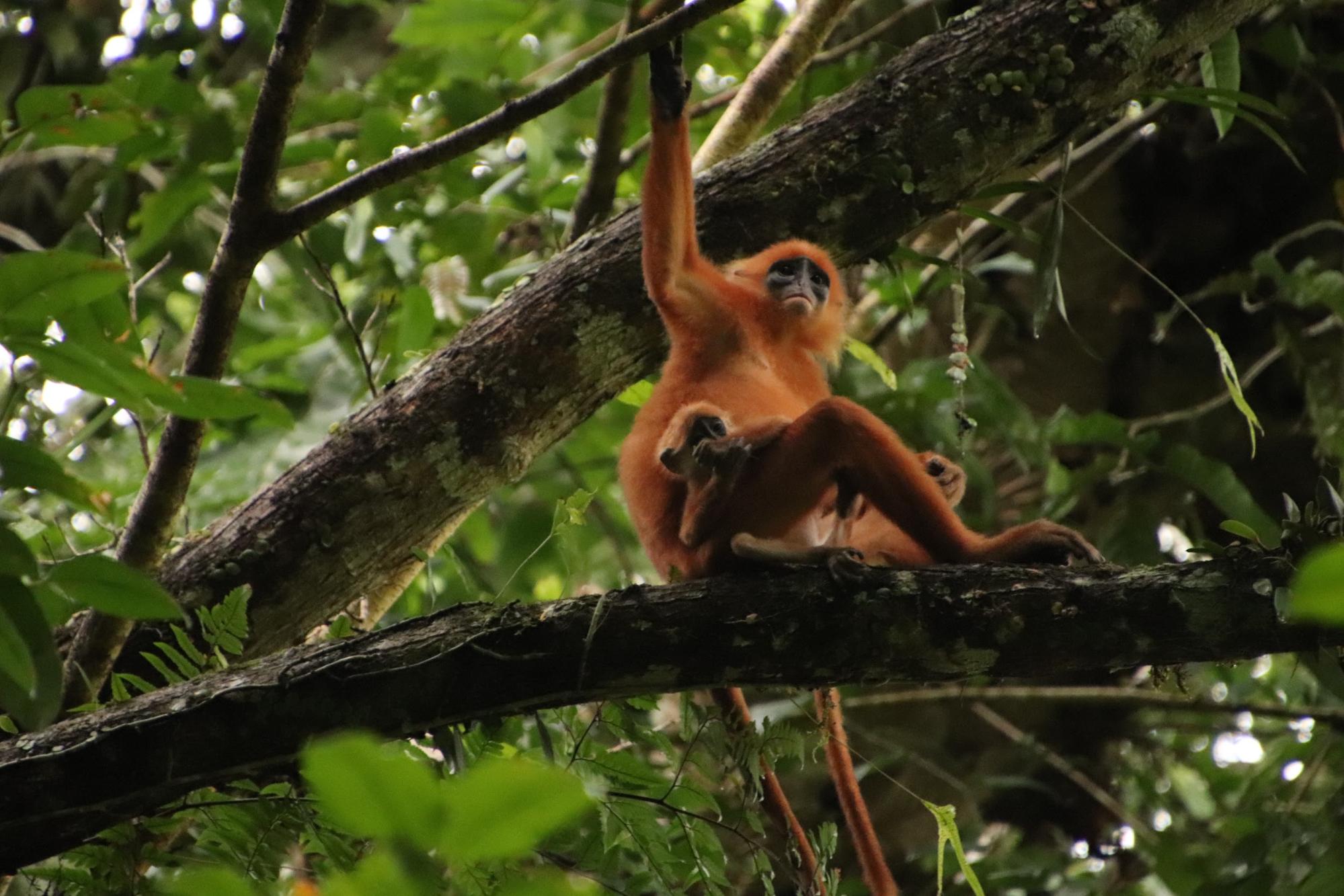 マレーシア トレッキングしながら野生動物と出会える ダナンバレー森林保護区