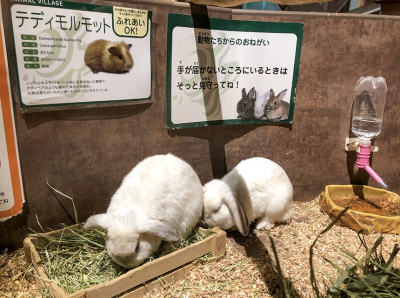 神奈川 檻の中に入って動物と触れ合える オービィ横浜