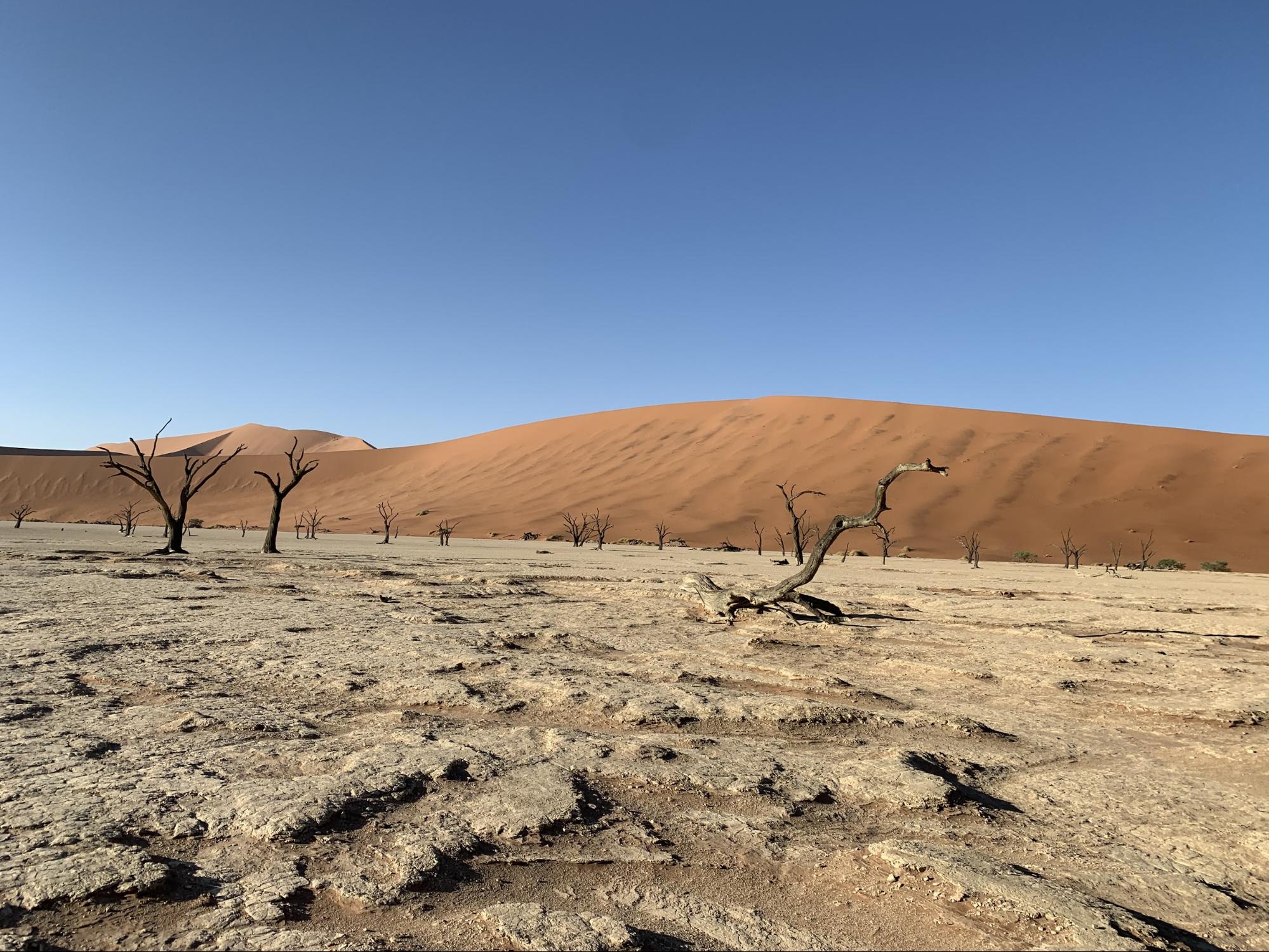 ナミビア 砂漠の過酷な環境が生み出した絶景 デッドフレイ