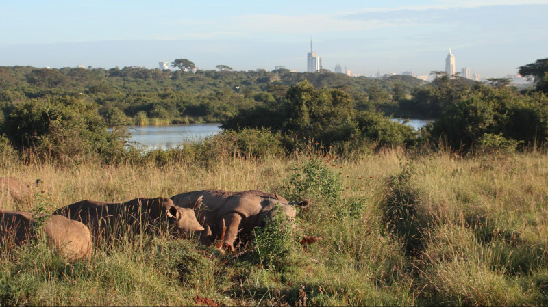 ケニア 高層ビル群が見える国立公園 ナイロビ国立公園