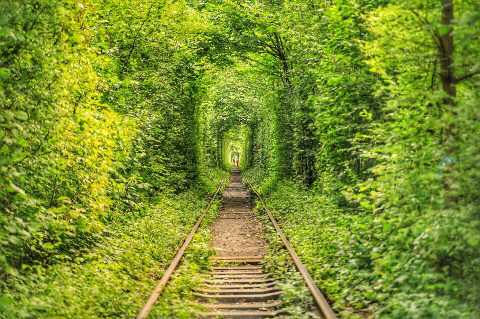 ウクライナ 素敵な言い伝えがある 美しい自然のトンネル 愛のトンネル