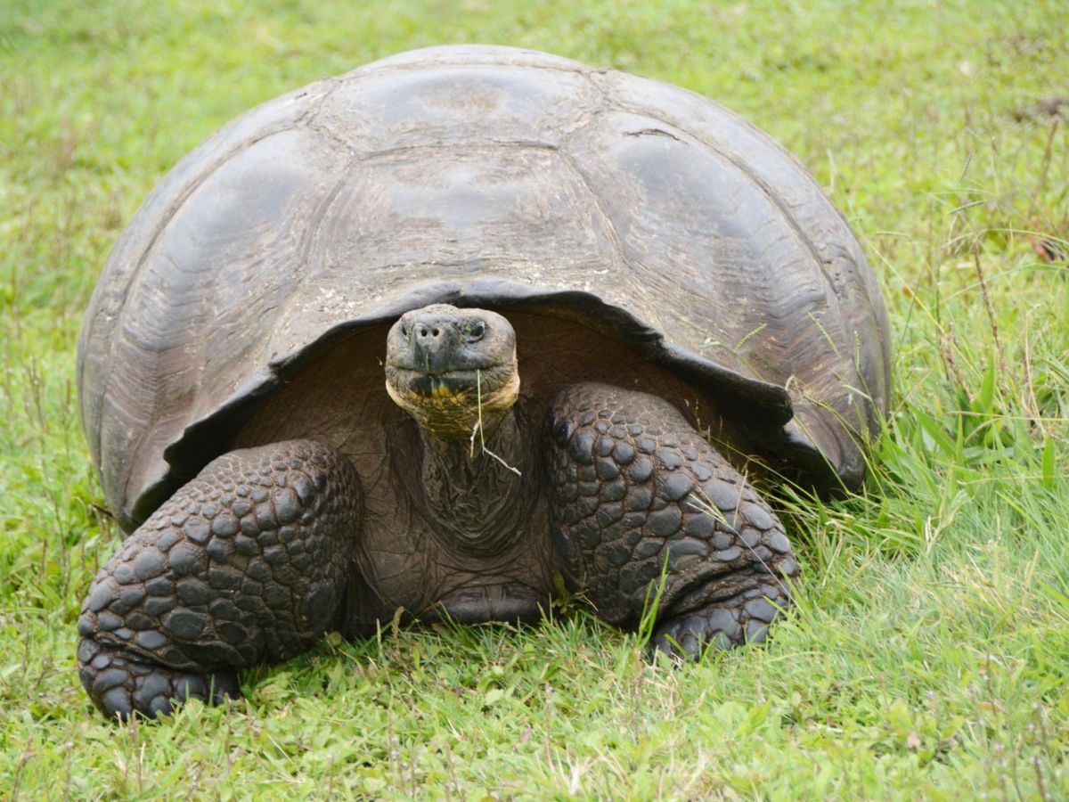 エクアドル ガラパゴス諸島のゾウガメ保護区 エル チャト