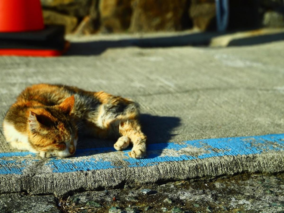 ゆっくり、のんびり…200匹の島猫に癒される奇跡の島へ