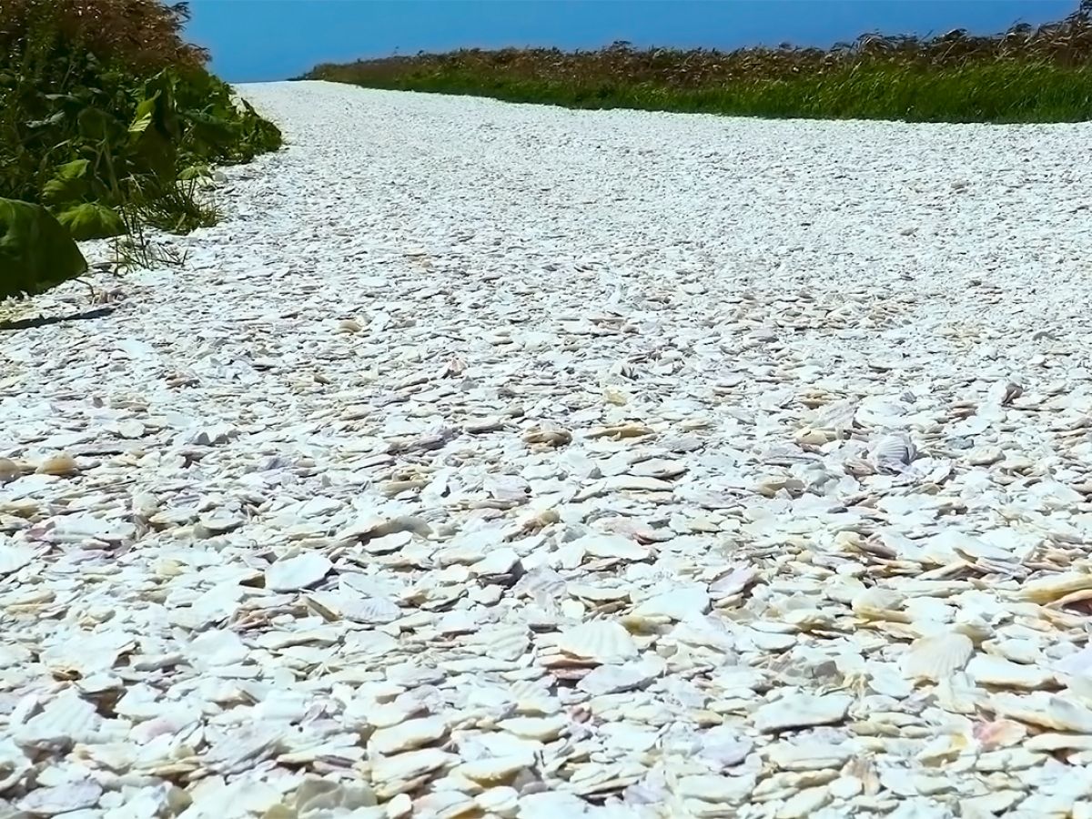 北海道 砕いたホタテの貝殻が敷き詰められた 白い道