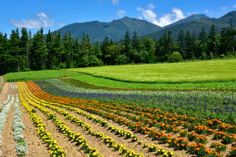 北海道 農水省の風景百選にも選ばれた絶景を望める 麓郷展望台
