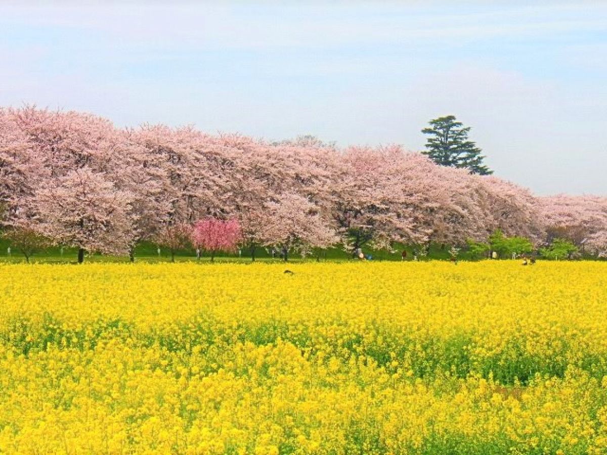 関東 4月に見頃を迎える 花の絶景スポット5選 ガジェット通信 Getnews
