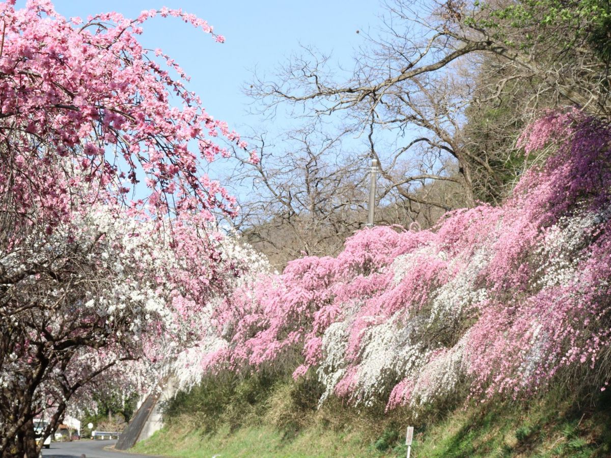 群馬の桃源郷 小夜戸 大畑花桃街道 で春のウォーキングを満喫 ガジェット通信 Getnews