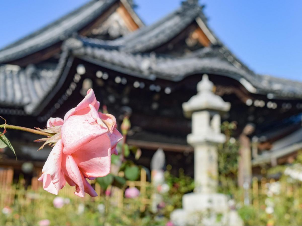 奈良 境内にバラが咲き誇る 花まんだらのお寺 おふさ観音 ガジェット通信 Getnews