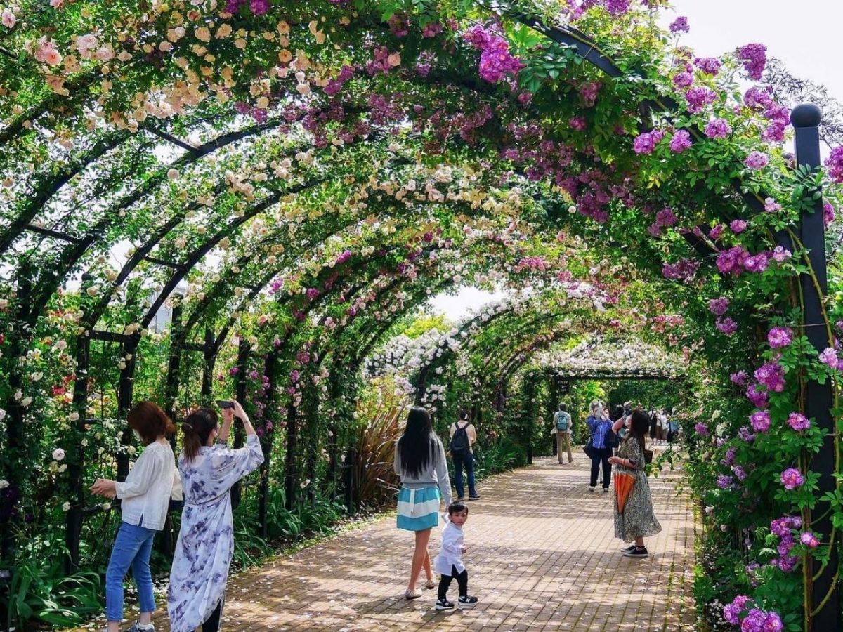 期間限定！ 約1,800品種のバラが咲き誇る「横浜イングリッシュガーデン」