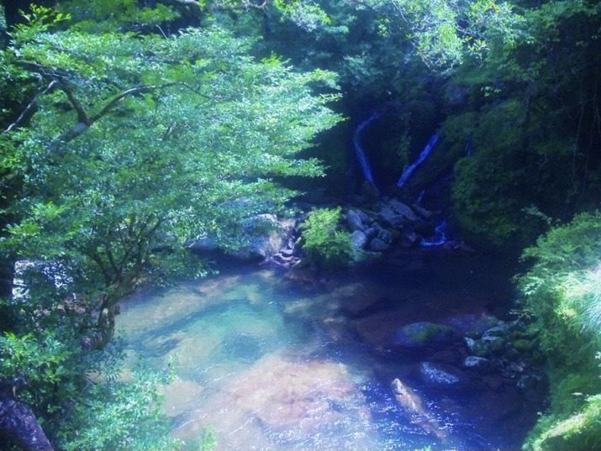 一生に一度は屋久島へ 全てが神秘的な もののけ姫 の世界 前編 Navitime Travel