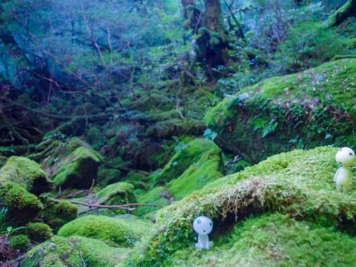 一生に一度は屋久島へ 全てが神秘的な もののけ姫 の世界 後編