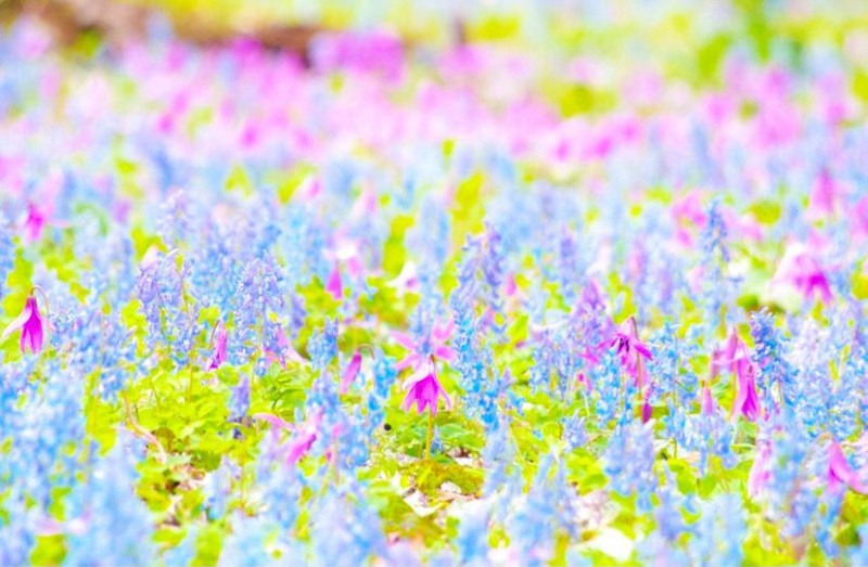 北海道 見渡す限りのお花畑を見に行こう 花の絶景7選