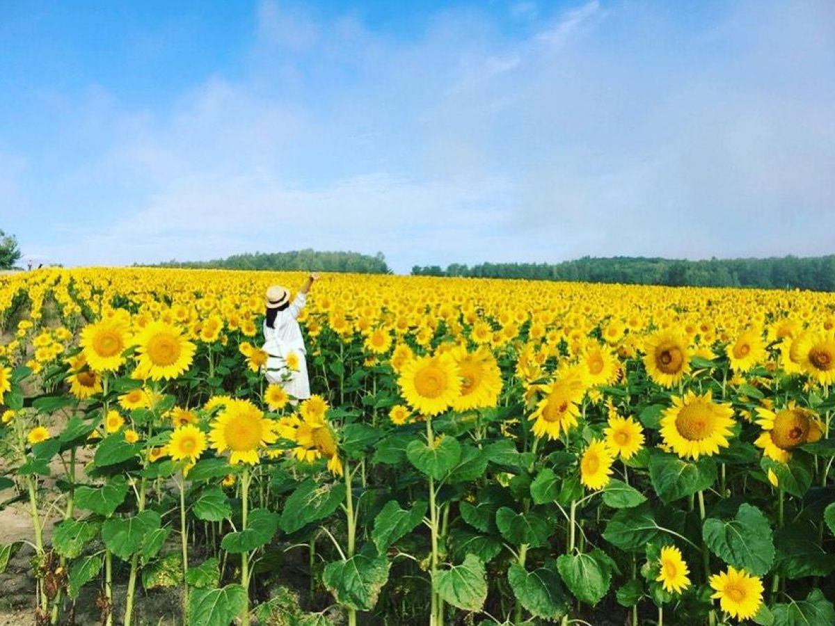 【北海道】見渡す限りのお花畑を見に行こう! 花の絶景7選