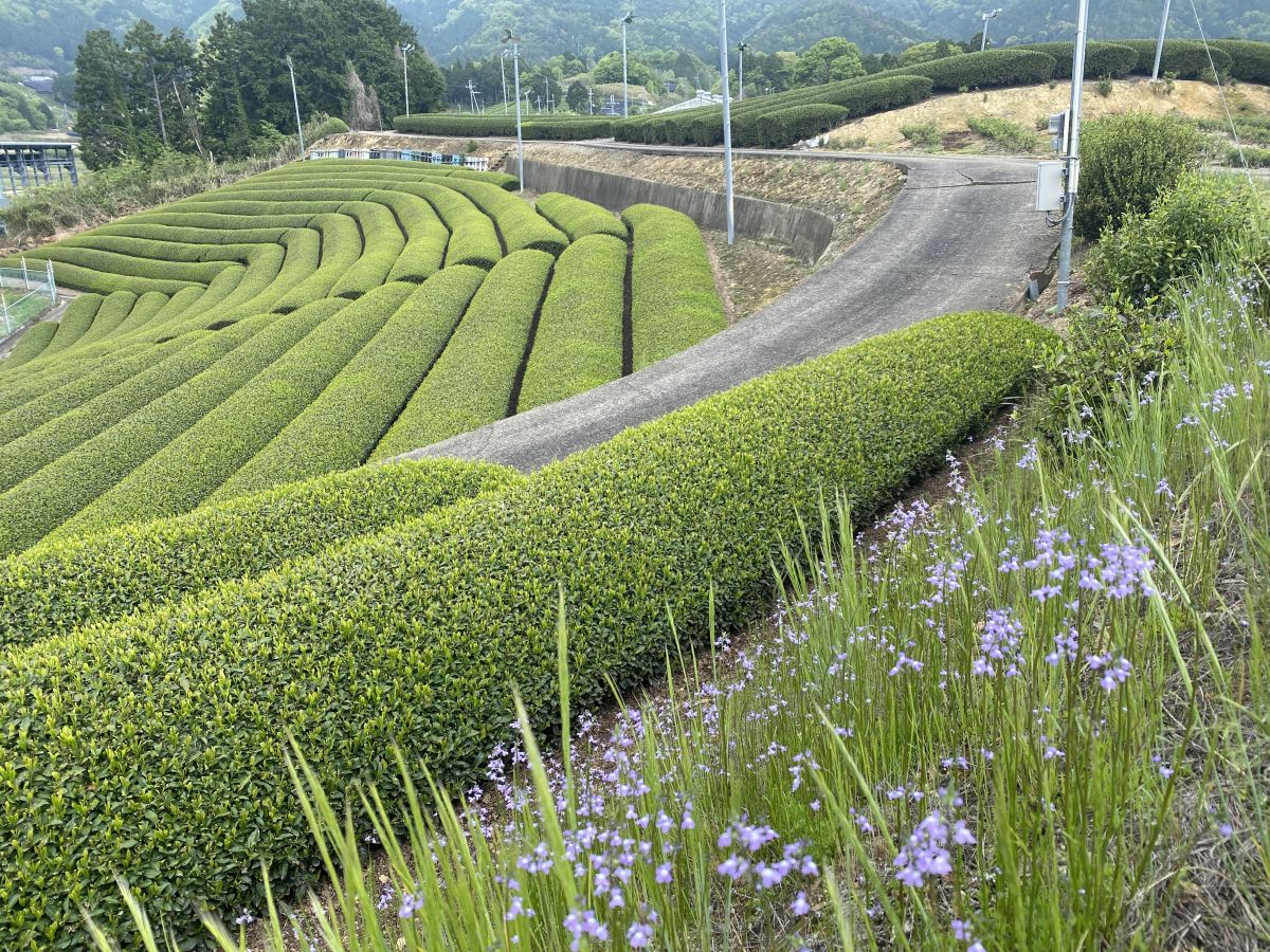 【京都】茶農家民宿に泊まって、京都の絶景茶畑とお茶料理画像日記